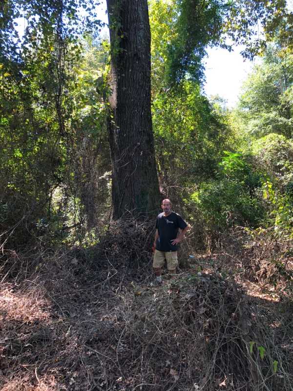 Champion Trees Forestry Commission